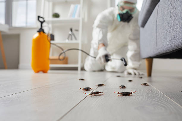 Post-Treatment Bed Bug Interceptor Monitoring in Bayboro